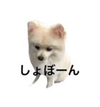 ポメラニアンのコパンくん（個別スタンプ：2）