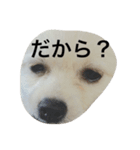 ポメラニアンのコパンくん（個別スタンプ：5）