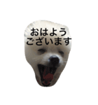 ポメラニアンのコパンくん（個別スタンプ：6）