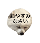 ポメラニアンのコパンくん（個別スタンプ：7）