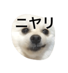 ポメラニアンのコパンくん（個別スタンプ：9）