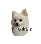ポメラニアンのコパンくん（個別スタンプ：10）