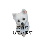 ポメラニアンのコパンくん（個別スタンプ：11）