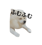 ポメラニアンのコパンくん（個別スタンプ：12）