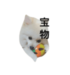 ポメラニアンのコパンくん（個別スタンプ：13）