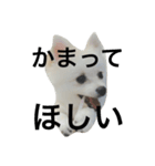 ポメラニアンのコパンくん（個別スタンプ：15）