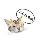 アメショーとマルックス（個別スタンプ：2）