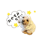 アメショーとマルックス（個別スタンプ：5）