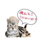 アメショーとマルックス（個別スタンプ：6）