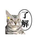 アメショーとマルックス（個別スタンプ：12）