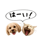 アメショーとマルックス（個別スタンプ：13）