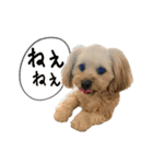 アメショーとマルックス（個別スタンプ：14）
