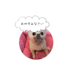 shiropomeMOCO（個別スタンプ：1）