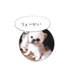 shiropomeMOCO（個別スタンプ：5）