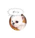 shiropomeMOCO（個別スタンプ：6）