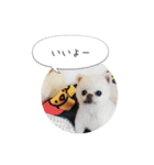 shiropomeMOCO（個別スタンプ：7）