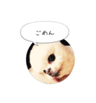 shiropomeMOCO（個別スタンプ：8）