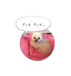 shiropomeMOCO（個別スタンプ：9）