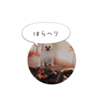 shiropomeMOCO（個別スタンプ：10）