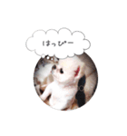 shiropomeMOCO（個別スタンプ：11）
