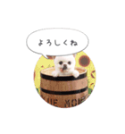 shiropomeMOCO（個別スタンプ：13）