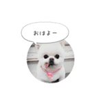 shiropomeMOCO（個別スタンプ：15）