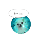 shiropomeMOCO（個別スタンプ：16）