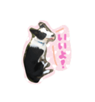 ノイちゃんスタンプ（個別スタンプ：1）