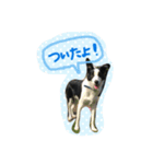 ノイちゃんスタンプ（個別スタンプ：2）