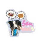 ノイちゃんスタンプ（個別スタンプ：3）