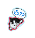 ノイちゃんスタンプ（個別スタンプ：4）