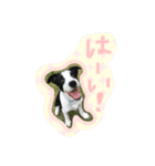ノイちゃんスタンプ（個別スタンプ：5）