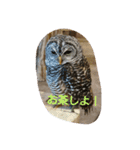 ぷりんとふくろう（個別スタンプ：7）