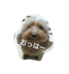 ぷりんとふくろう（個別スタンプ：12）
