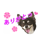 チワワ好きスタンプ（個別スタンプ：1）