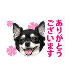 チワワ好きスタンプ（個別スタンプ：2）