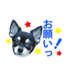 チワワ好きスタンプ（個別スタンプ：3）