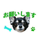 チワワ好きスタンプ（個別スタンプ：4）