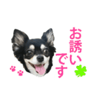 チワワ好きスタンプ（個別スタンプ：6）