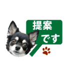 チワワ好きスタンプ（個別スタンプ：7）