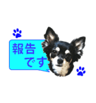 チワワ好きスタンプ（個別スタンプ：8）