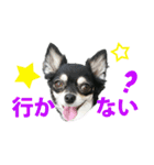 チワワ好きスタンプ（個別スタンプ：10）
