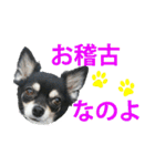 チワワ好きスタンプ（個別スタンプ：11）