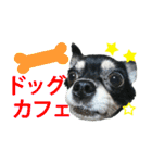 チワワ好きスタンプ（個別スタンプ：13）