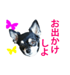 チワワ好きスタンプ（個別スタンプ：17）