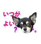 チワワ好きスタンプ（個別スタンプ：18）