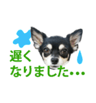 チワワ好きスタンプ（個別スタンプ：25）