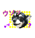 チワワ好きスタンプ（個別スタンプ：28）
