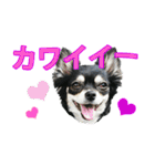 チワワ好きスタンプ（個別スタンプ：31）