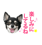チワワ好きスタンプ（個別スタンプ：36）